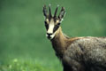 <center>Il est fréquent de croiser le regard d'un chamois.
Calme, il observe. chamois grand paradis alpes 